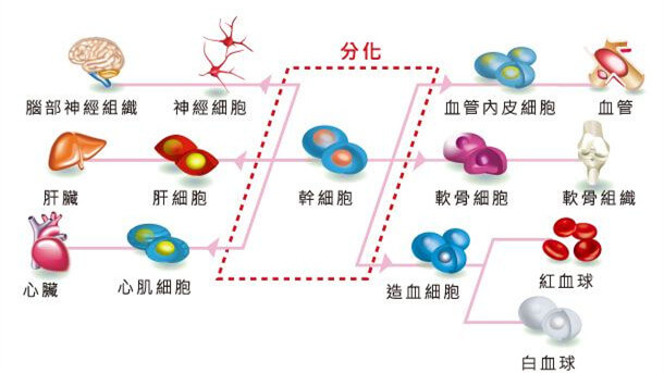 干细胞介绍 