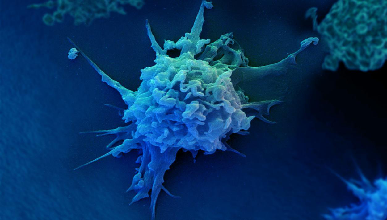 免疫细胞