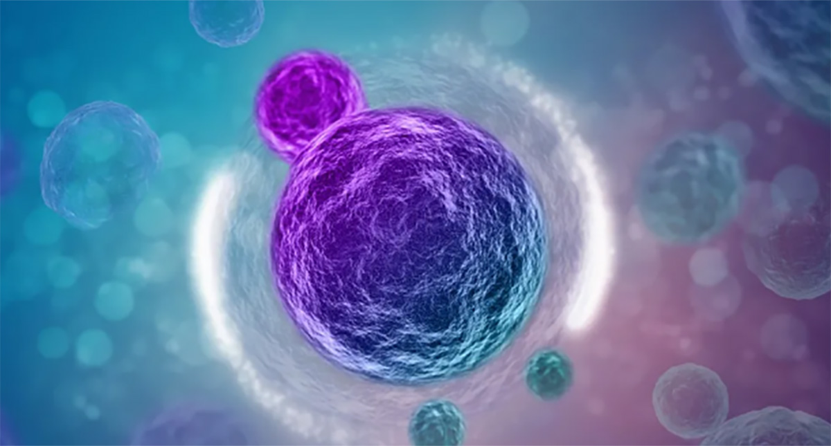 什么是间充质干细胞？有什么作用？