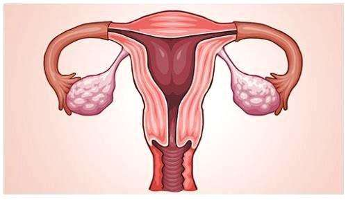 干细胞疗法修复子宫内膜成为妇科领域的研究重点