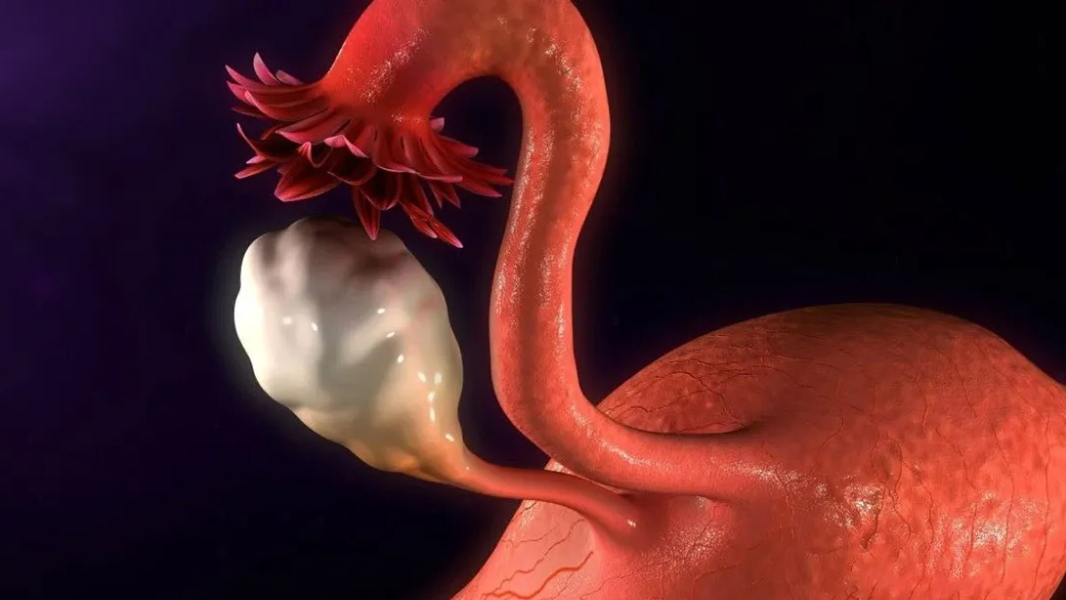 间充质干细胞移植治疗早发性卵巢功能不全的基础研究