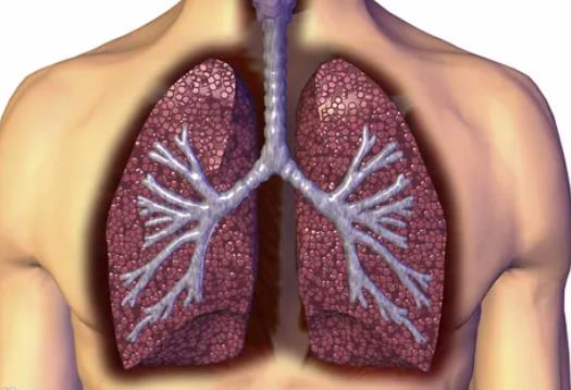 干细胞与特发性肺纤维化
