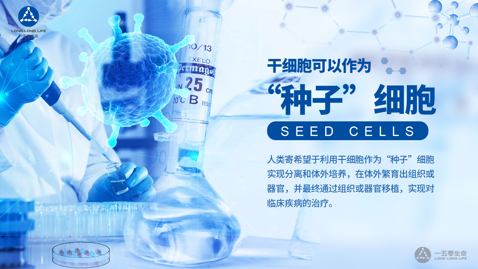 干细胞,种子细胞