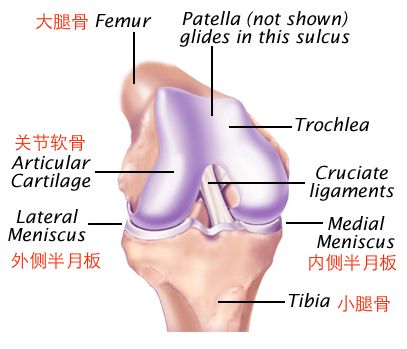 干细胞疗法在关节软骨损伤治疗中最新研究进展