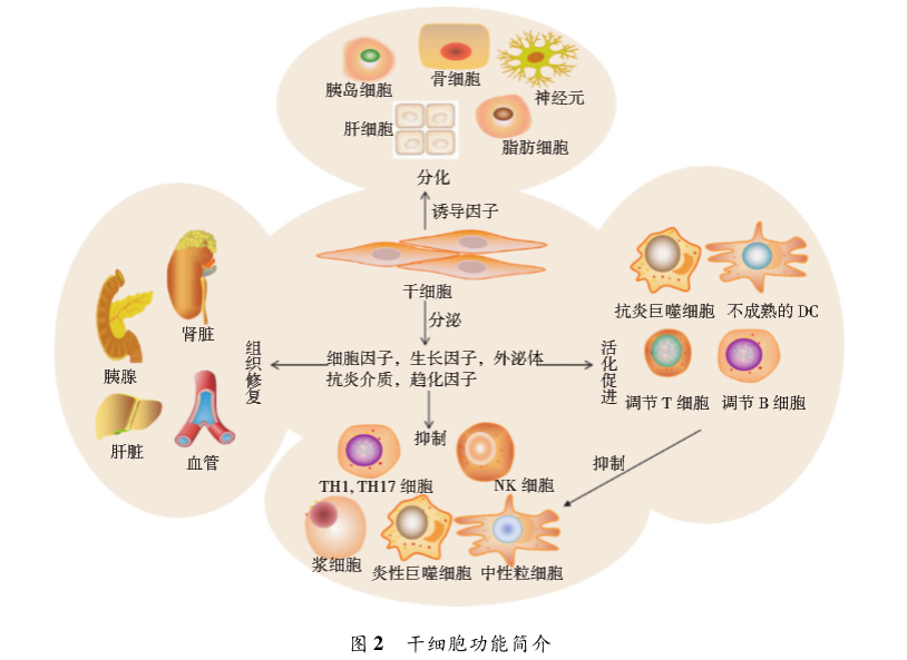 干细胞治疗