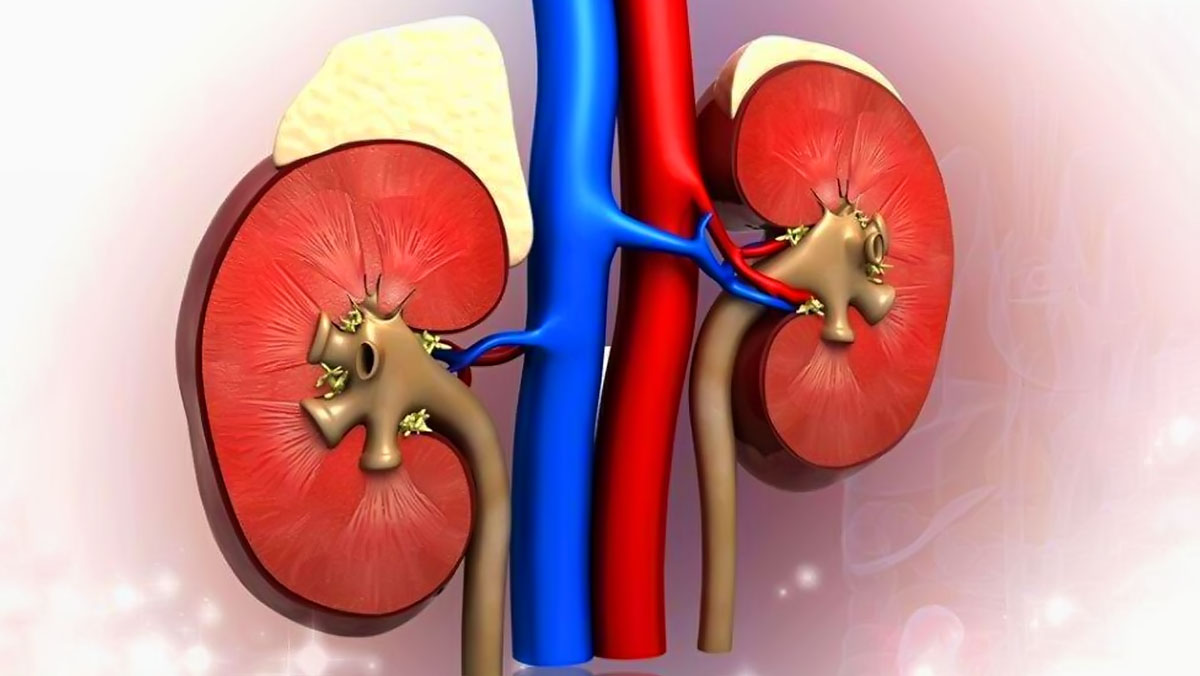 干细胞治疗肾病的机制与临床研究