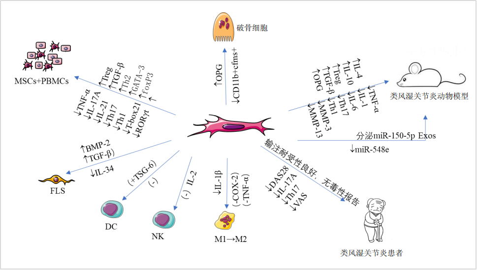 干细胞移植