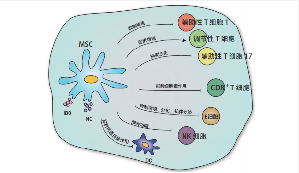 干细胞治疗