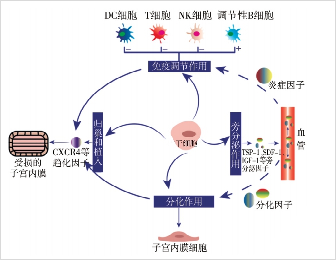 干细胞疗法