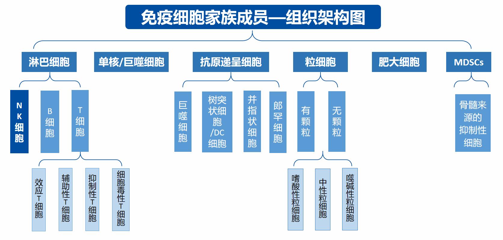 免疫细胞