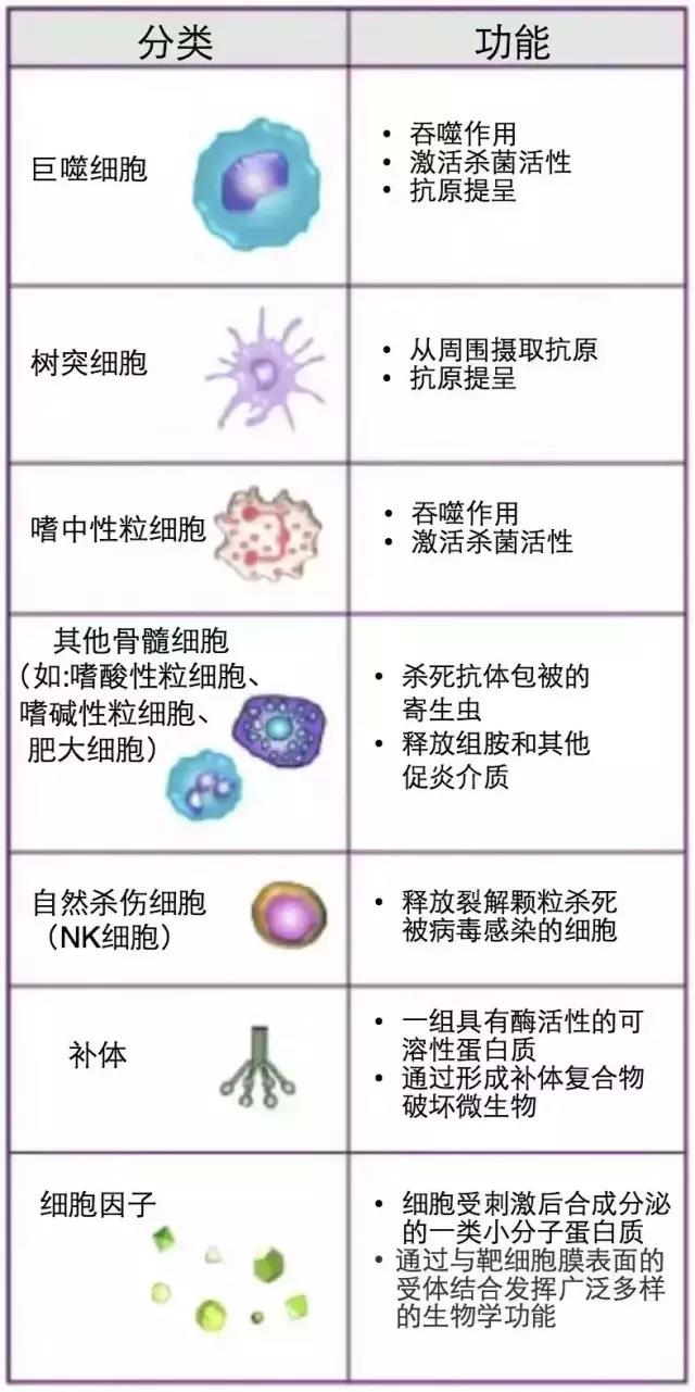 免疫细胞
