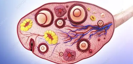 引领再生医学新突破！一五零生命技术赋能CM-UCMSCs实现卵巢组织体外高效保护